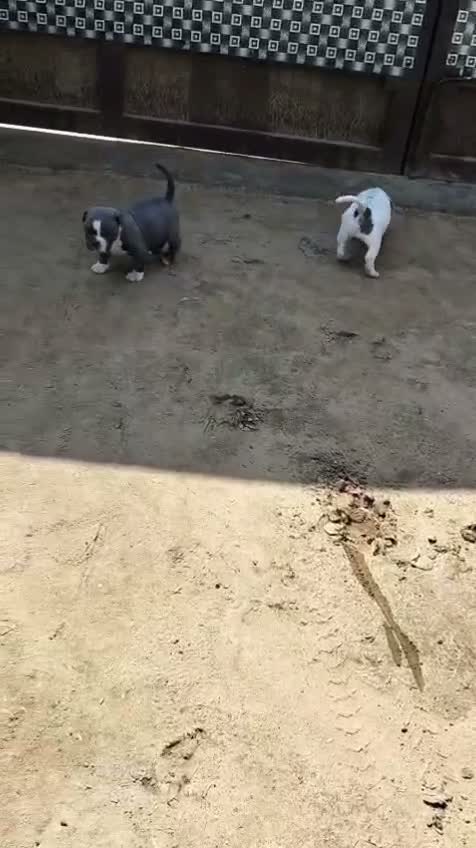 American Bully Pocket Size Puppy, farm video