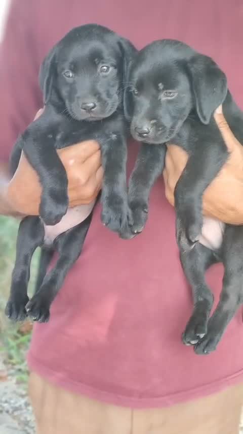 Beagle Black & Tan Puppy, farm video