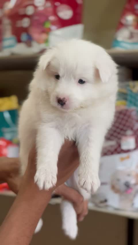 Pomeranian Puppy, farm video