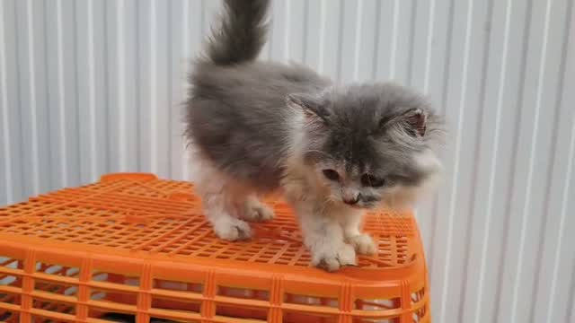 Persian, farm video