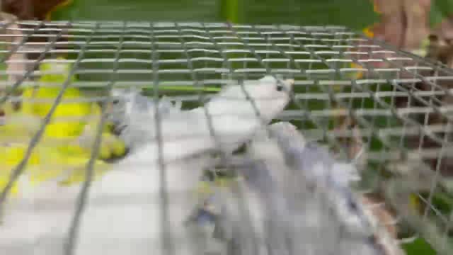 Helicopter Budgies, farm video