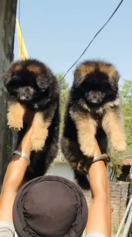 German Shepherd Puppy, farm video
