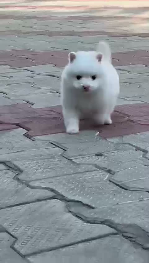 Culture Toy Pom Puppy, farm video