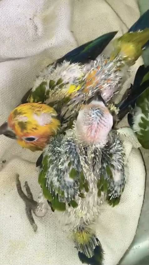 Small Cheek Conure, farm video
