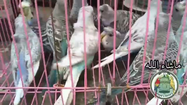 Chotiyal Pigeon, farm video