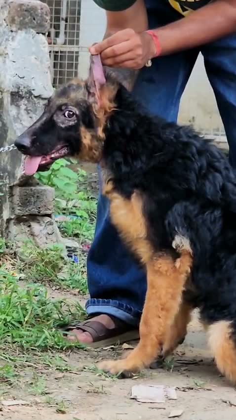 German Shepherd Puppy, farm video
