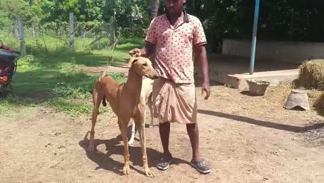 Chippiparai Puppy, farm video