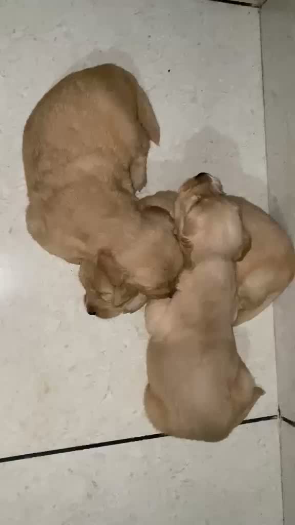 Golden Retriever, farm video