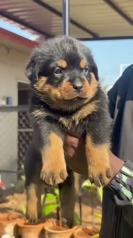 Rottweiler Puppy, farm video