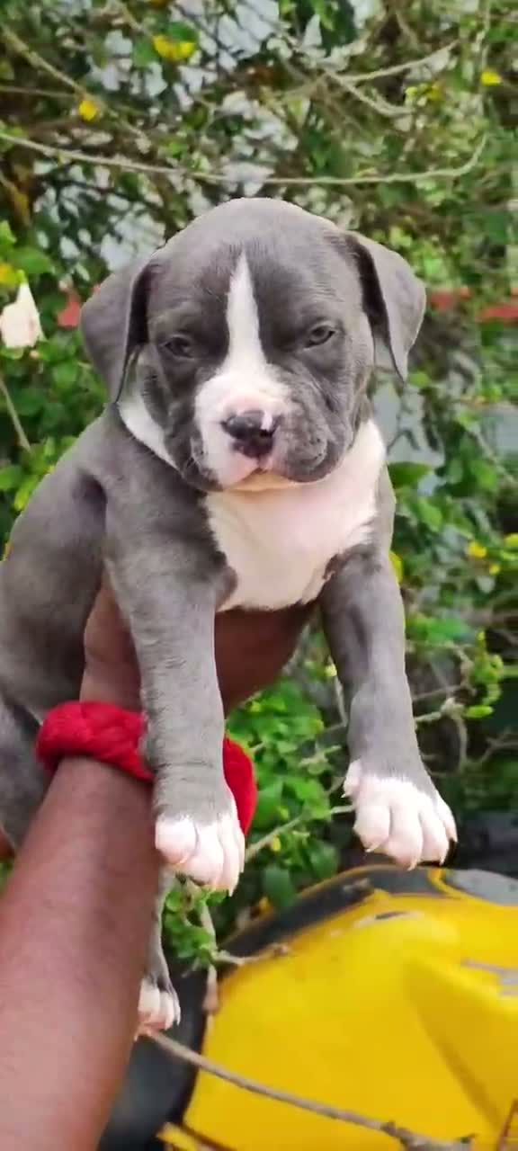 American Bully Pocket Size Puppy, farm video