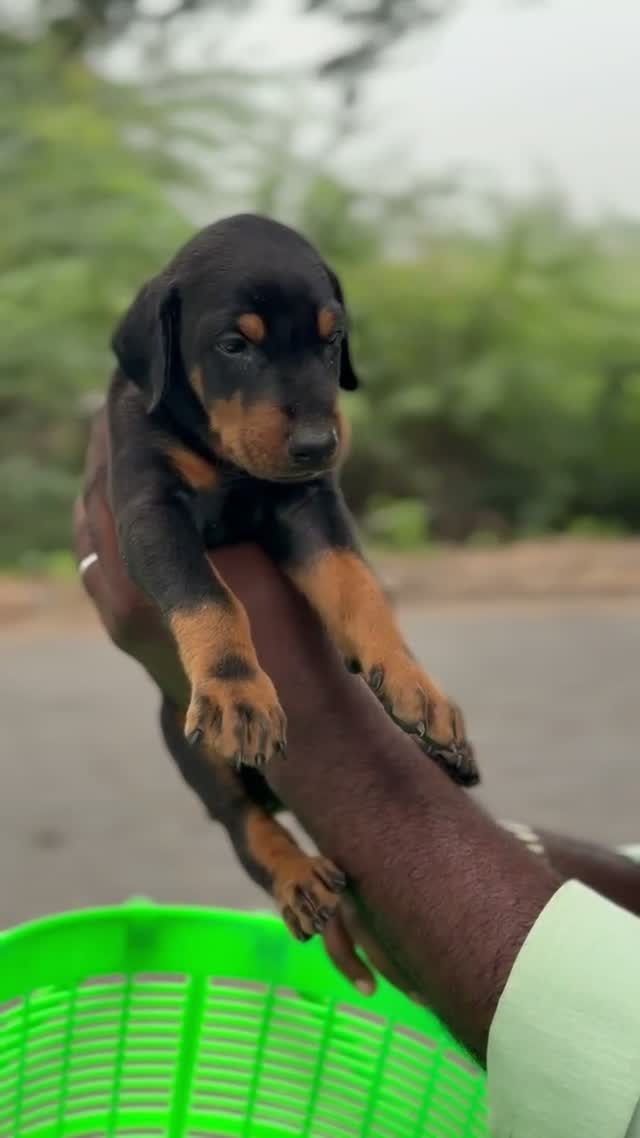 Doberman Pinscher Puppy, farm video
