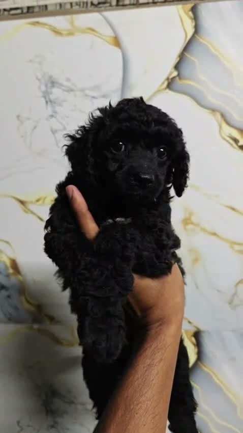 Toy Poodle Puppy | White, farm video