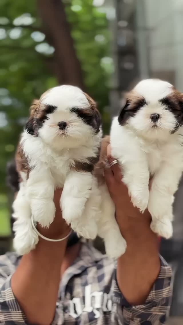 Shih Tzu | Black Color, farm video