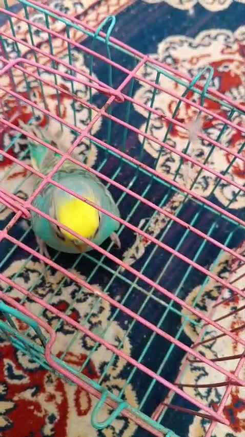 Budgies, farm video