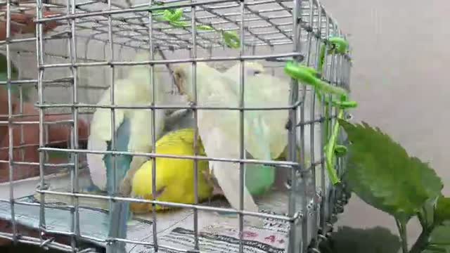 Budgies, farm video