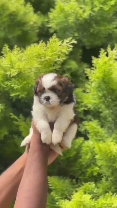 Shih Tzu | Black Color, farm video