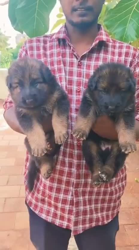 German Shepherd Puppy, farm video