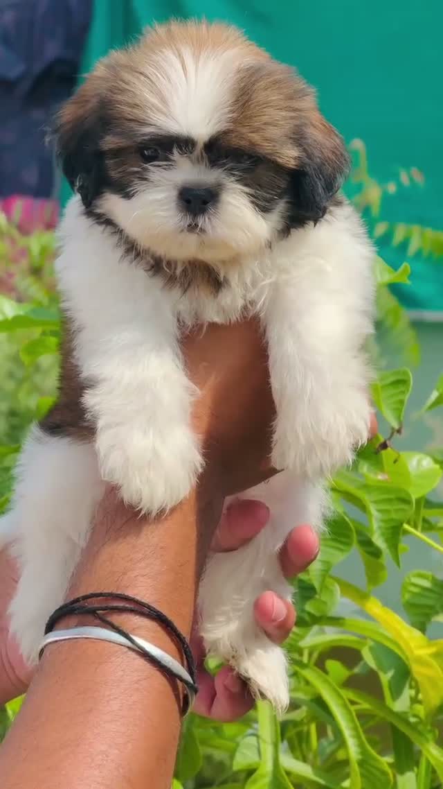 Shih Tzu | Black Color, farm video