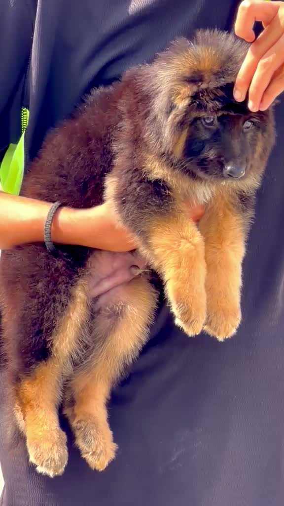 German Shepherd Puppy, farm video