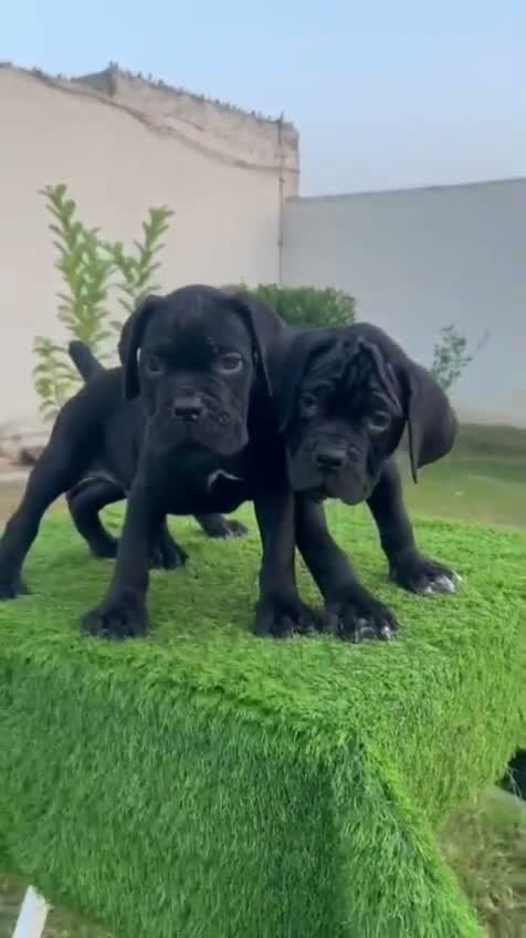 Cane Corso Puppy, farm video