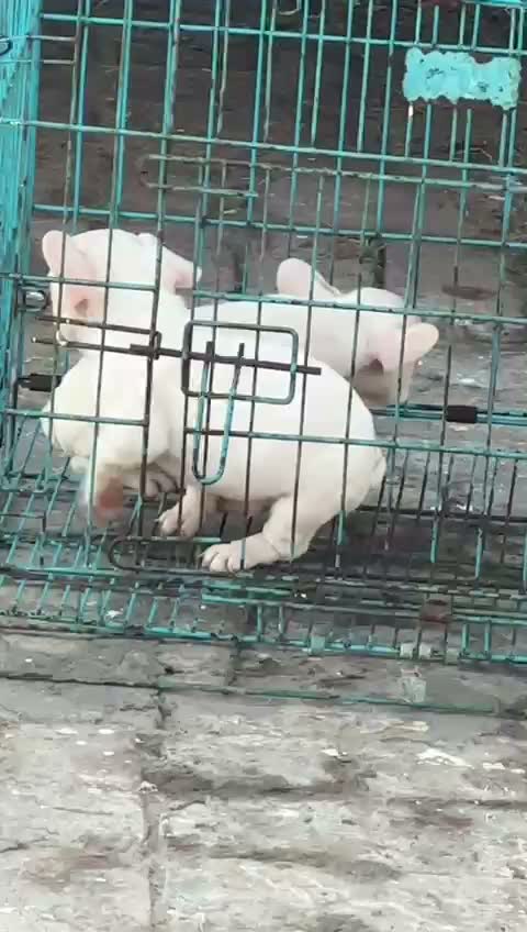 French Bulldog Puppy, farm video