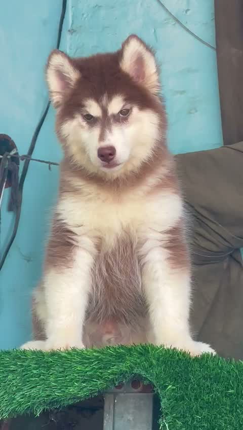 Siberian Husky Puppy | Black & White Color, farm video