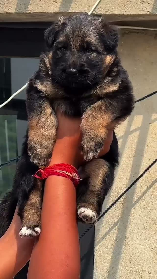 German Shepherd Puppy, farm video