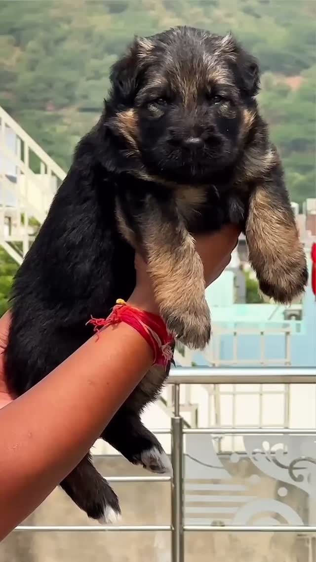German Shepherd Puppy, farm video