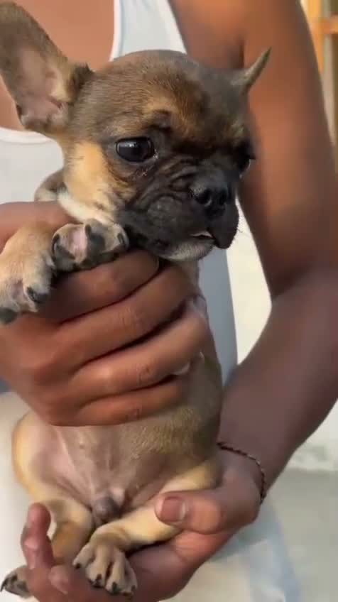 French Bulldog Puppy, farm video