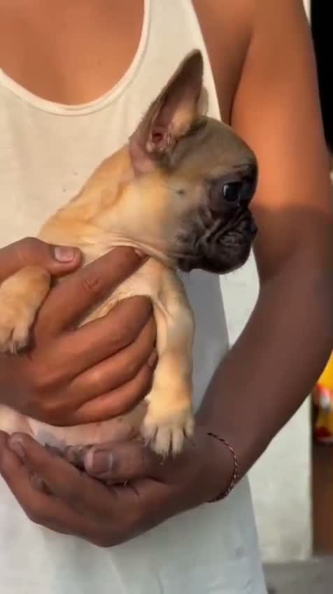 French Bulldog Puppy, farm video