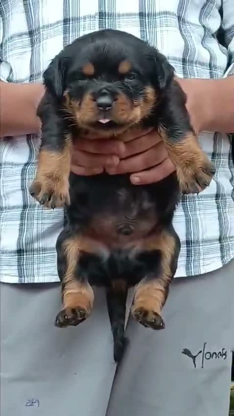 Rottweiler Puppy, farm video