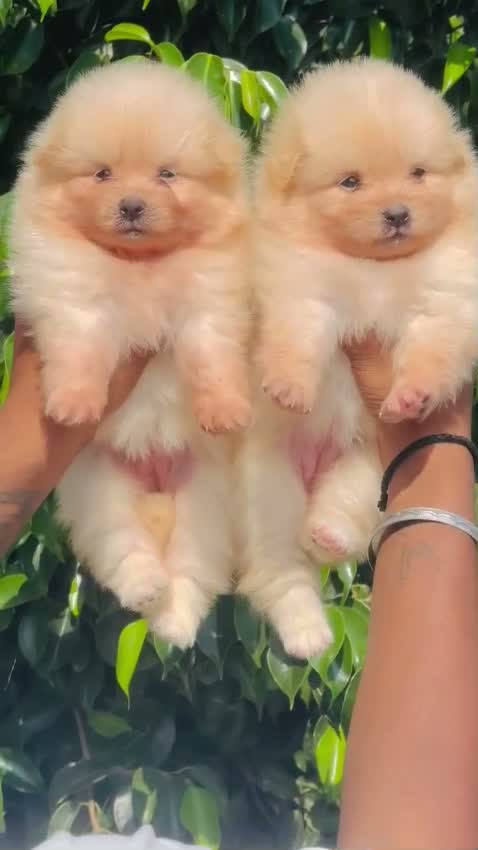 Pomeranian Puppy, farm video