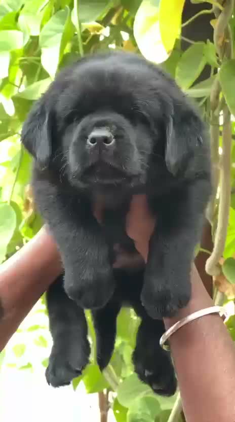 Beagle Black & Tan Puppy, farm video