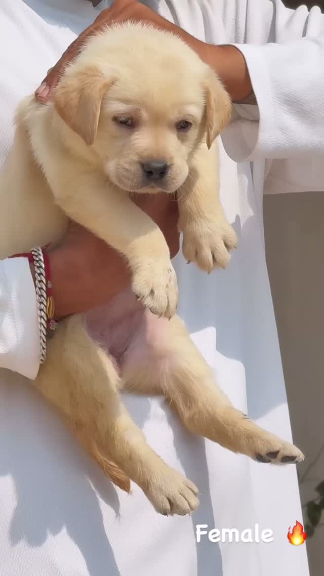 Beagle Black & Tan Puppy, farm video