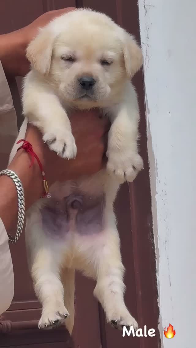 Beagle Black & Tan Puppy, farm video
