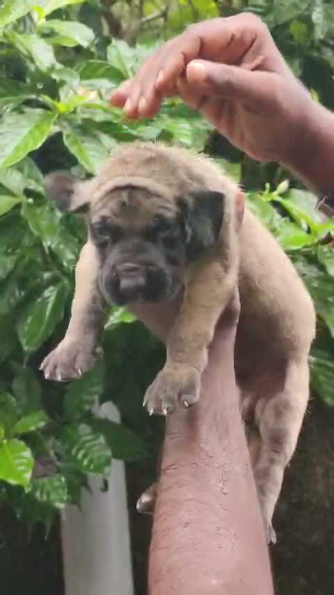 Great Dane Puppy, farm video