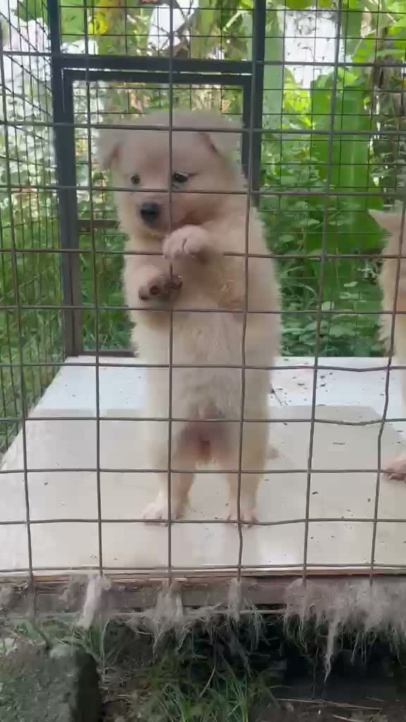 Pomeranian Puppy, farm video