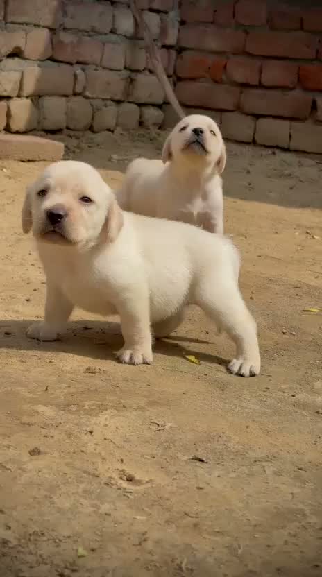 Beagle Black & Tan Puppy, farm video