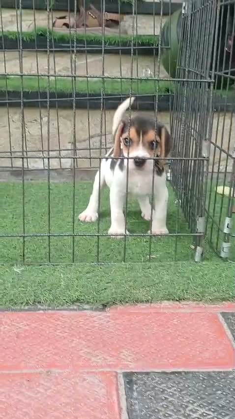 Beagle Black & Tan Puppy, farm video