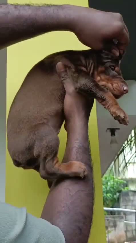 Doberman Pinscher Puppy, farm video