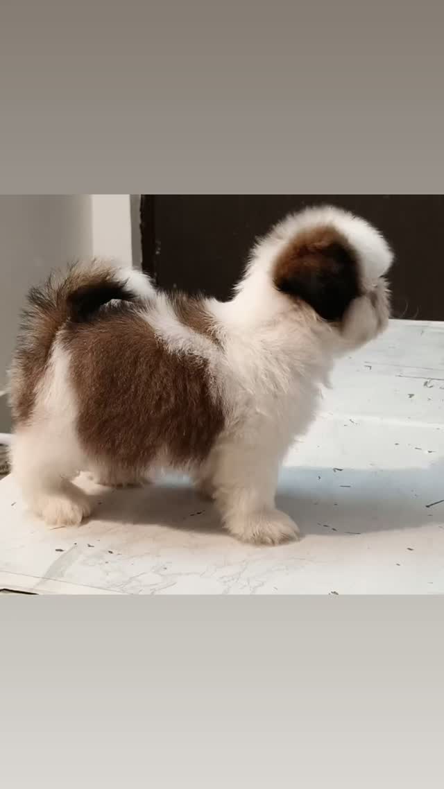 Shih Tzu | Black Color, farm video