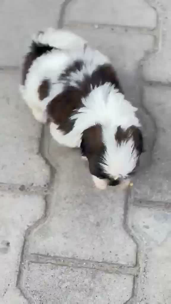 Shih Tzu | Black Color, farm video