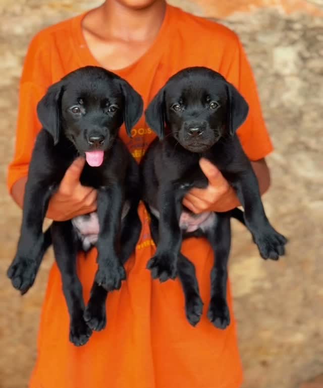 Beagle Black & Tan Puppy, farm video