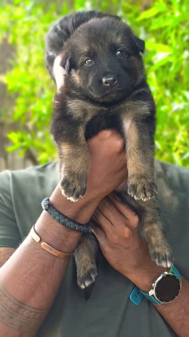 German Shepherd Puppy, farm video