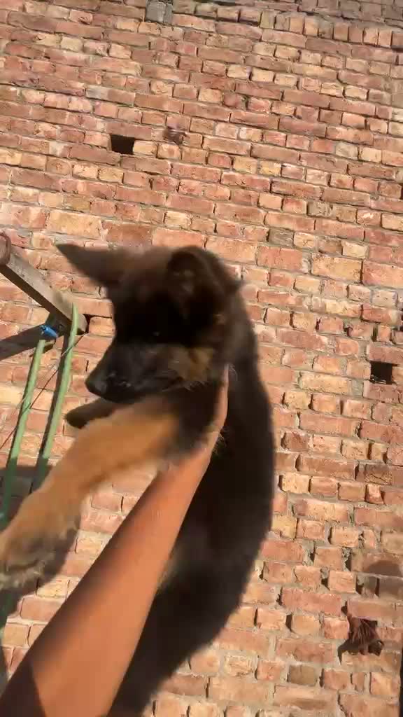 German Shepherd Puppy, farm video