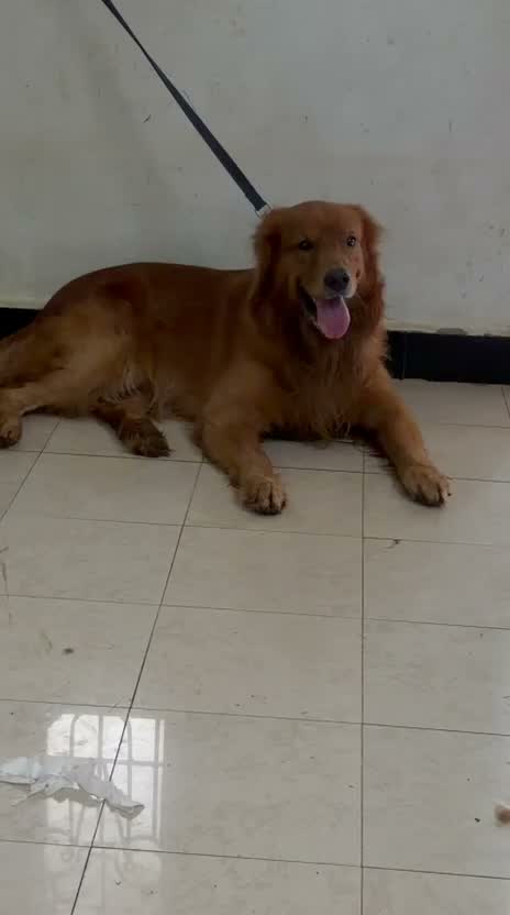 Golden Retriever, farm video