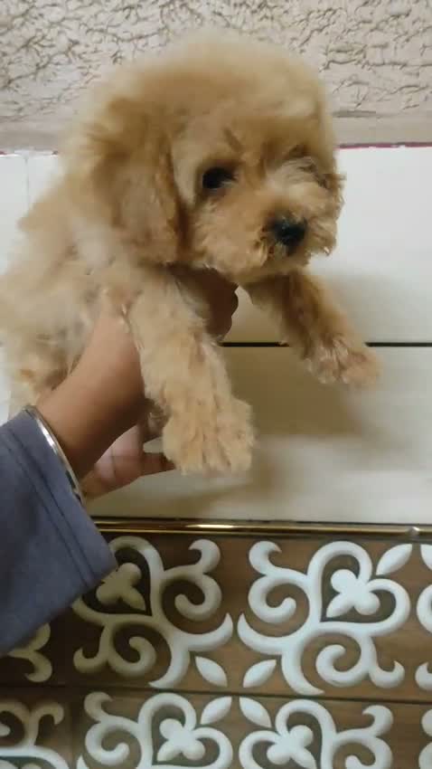 Maltipoo Puppy, farm video