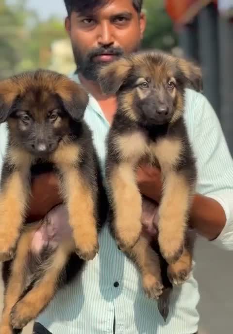 German Shepherd Puppy, farm video