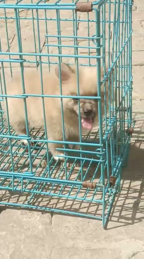 Culture Pom Puppy, farm video