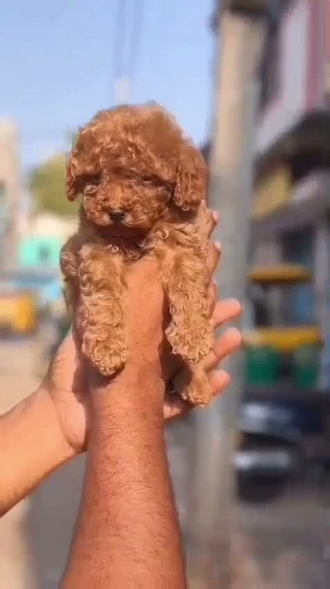Standard Poodle Puppy | White, farm video